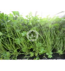 Plantas de perejil