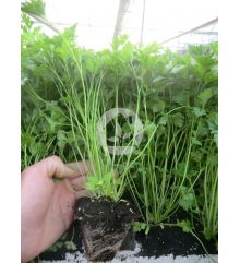 Plantas de perejil