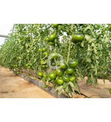 Tomate carbonero F1