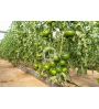 Tomate carbonero F1