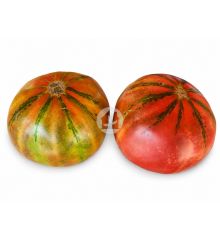 Plantón de tomate variedad Rayón