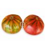 Plantón de tomate variedad Rayón