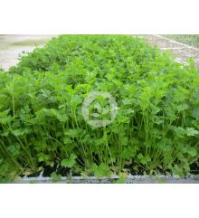 Plantas de perejil
