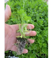 Plantas de perejil