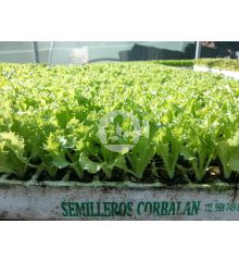 Escarola Rizada