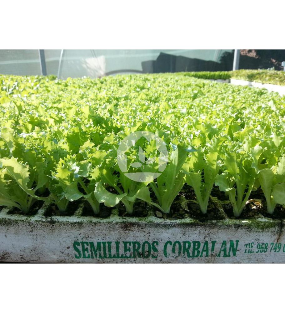 Escarola Rizada
