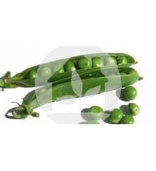 Plantas de Guisantes