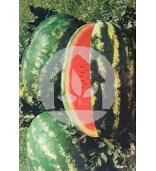 Sandia VARIEDAD (DUMARA F1)