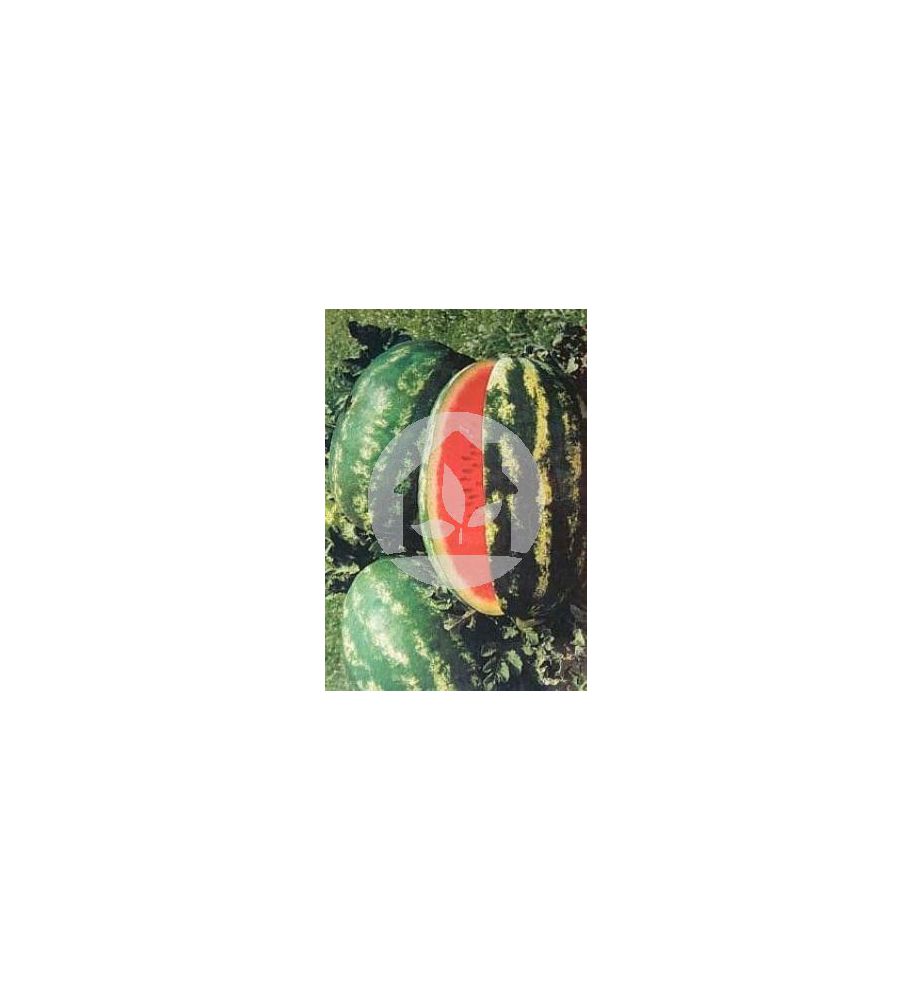Sandia VARIEDAD (DUMARA F1)