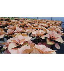 Poinsettia o Flor de pascua Bicolor