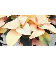 Poinsettia o Flor de pascua Bicolor