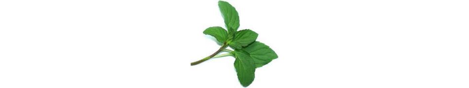 aromáticas y condimentarias