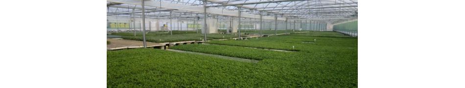 Tienda online de plantas