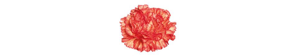 Venta de flores frescas de clavel.