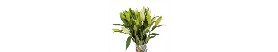 Ramos de Lilium 