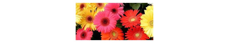Flores de gerbera  variadas.